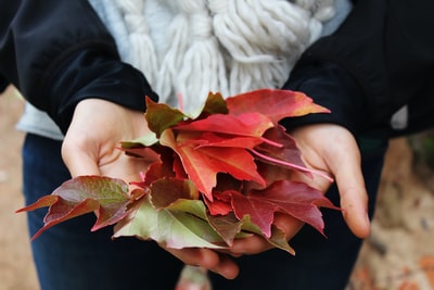 Armed with red leaves and green leaves
